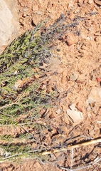 Teucrium africanum