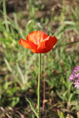 Papaver paucifoliatum