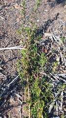 Teucrium africanum