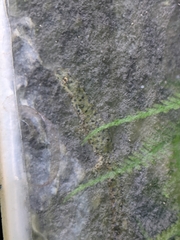 Notophthalmus meridionalis