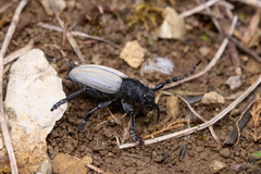 Dorcadion fuliginator