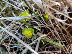 Chrysosplenium iowense
