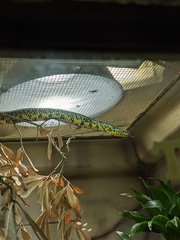 Lampropeltis splendida splendida