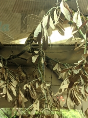 Lampropeltis splendida splendida