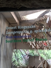 Lampropeltis splendida splendida