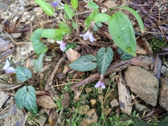 Viola philippica