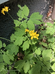 Chelidonium majus
