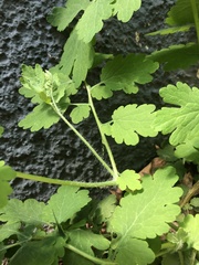 Chelidonium majus