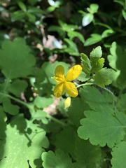 Chelidonium majus
