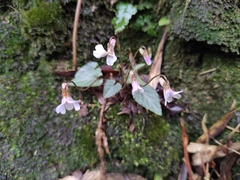 Viola violacea