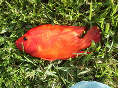 Amphilophus citrinellus