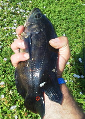 Astronotus ocellatus