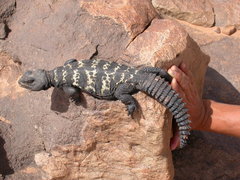 Sudan Mastigure photo 3