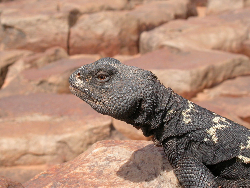 Uromastyx du Mali (Uromastyx dispar maliensis)
