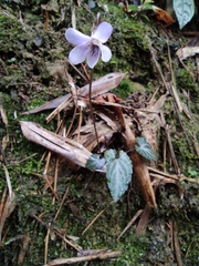 Viola violacea
