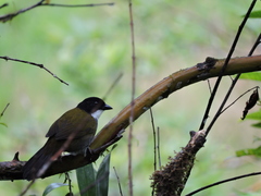 Arremon atricapillus
