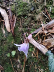 Viola violacea