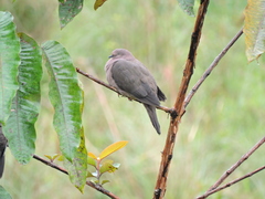 Patagioenas plumbea