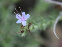 Lobostemon echioides