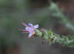 Lobostemon echioides
