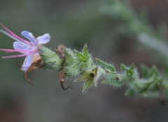 Lobostemon echioides