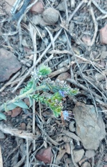 Lobostemon echioides