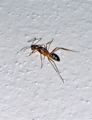 Camponotus substitutus