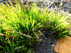 Ficinia overbergensis