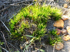 Ficinia overbergensis