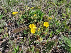 Potentilla humifusa