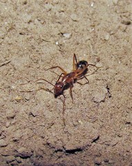 Camponotus substitutus