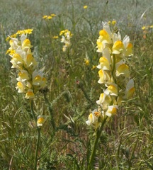 Linaria macroura