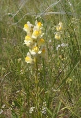 Linaria macroura