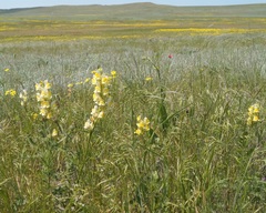 Linaria macroura