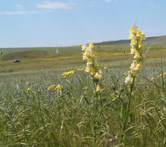 Linaria macroura