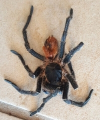 Harpactira chrysogaster