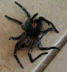 Harpactira chrysogaster