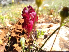 Linaria aeruginea