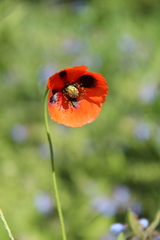 Papaver dubium stevenianum