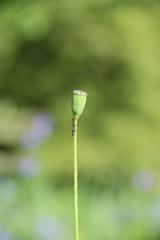 Papaver dubium stevenianum
