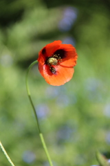 Papaver dubium stevenianum