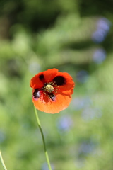 Papaver dubium stevenianum