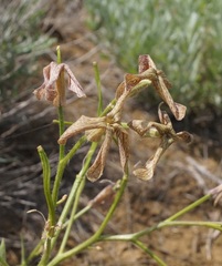 Hesperis tristis