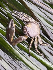 Petrolisthes manimaculis