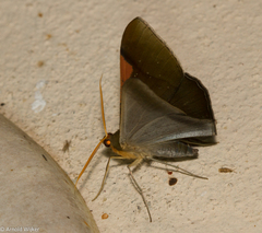 Sphacelodes quadrilineata