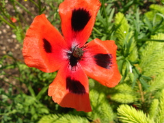 Papaver dubium stevenianum