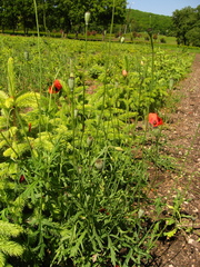 Papaver dubium stevenianum