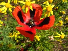 Papaver dubium stevenianum