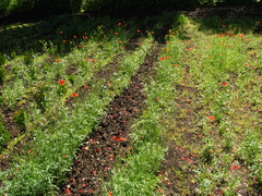 Papaver dubium stevenianum