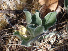 Chrysopsis floridana